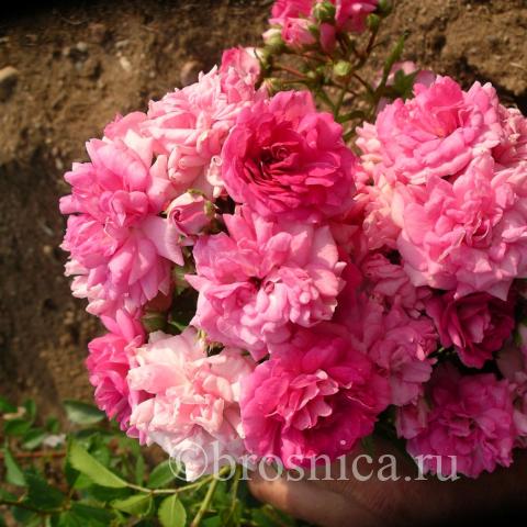 Super excelsa - соцветие