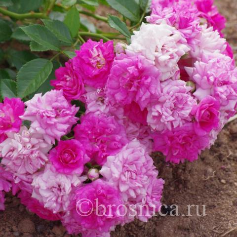 Super excelsa - соцветие