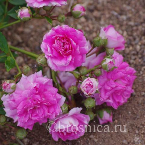 Super excelsa - соцветие